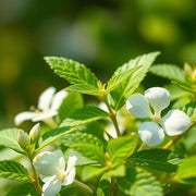 Herbal Cool - D Roots Wellness